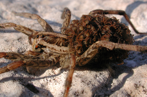 Hogna radiata
